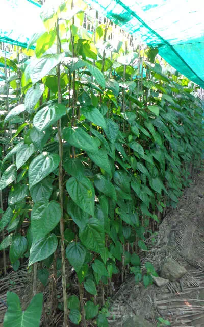 betel-leaf-plantation