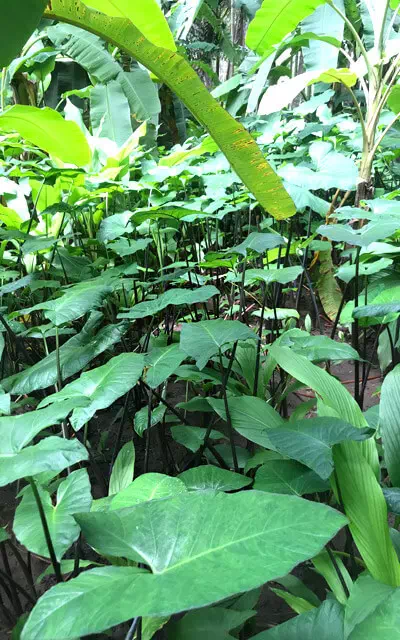 acolocasia-plantation