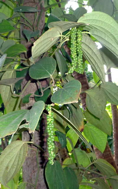 black-pepper-tree