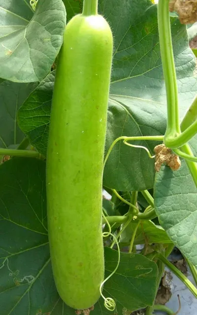 bottle-gourd-dudhi
