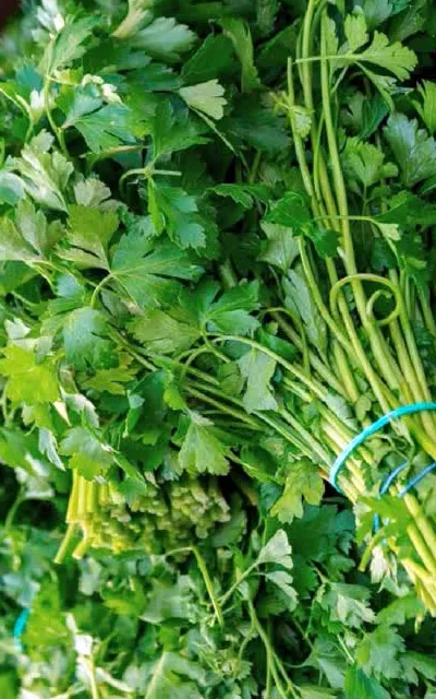 coriander