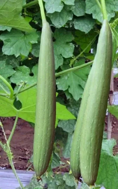gourd-galka