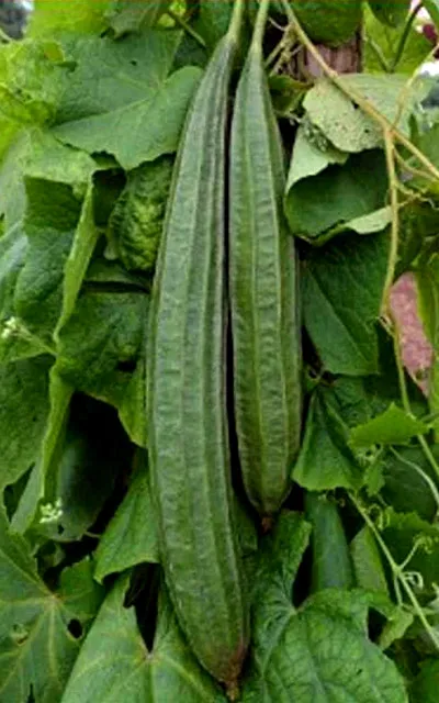 gourd-shirala