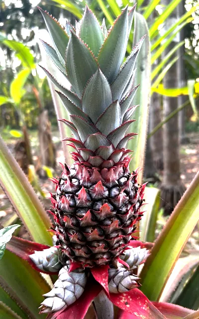 pineapple-tree