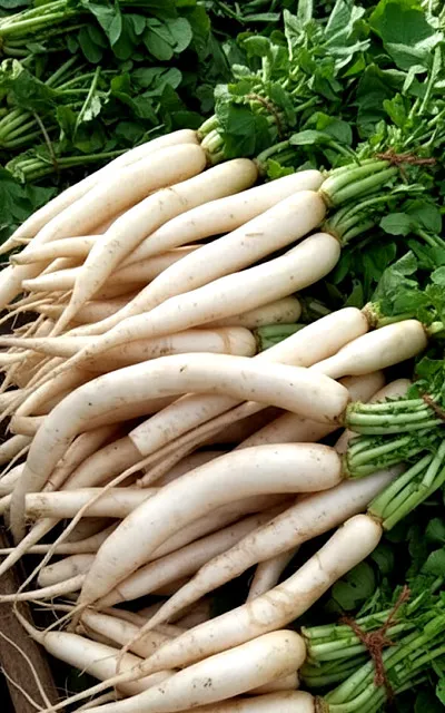 radish