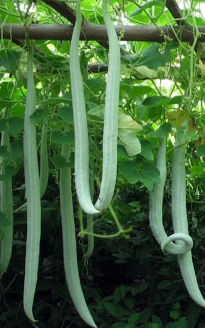 snake-gourd