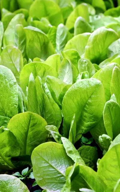 spinach
