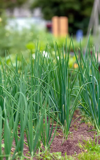 spring-onions